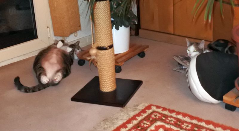 Beide_0950_007Pepsi Beide_0950_007Pepsi