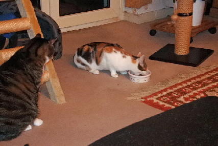 DSC_0965_014Pepsi1 DSC_0965_014Pepsi1