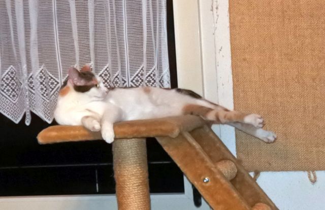 Pepsi_1108 Pepsi_1108