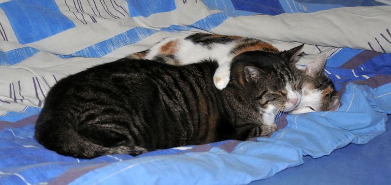 061Gizmo+Pepsi 061Gizmo+Pepsi