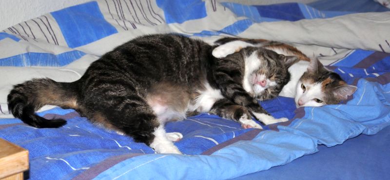 062Gizmo+Pepsi 062Gizmo+Pepsi