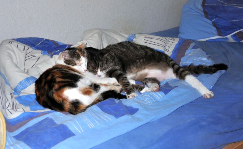 074Gizmo+Pepsi 074Gizmo+Pepsi