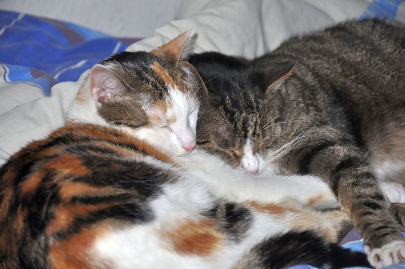 076Gizmo+Pepsi 076Gizmo+Pepsi