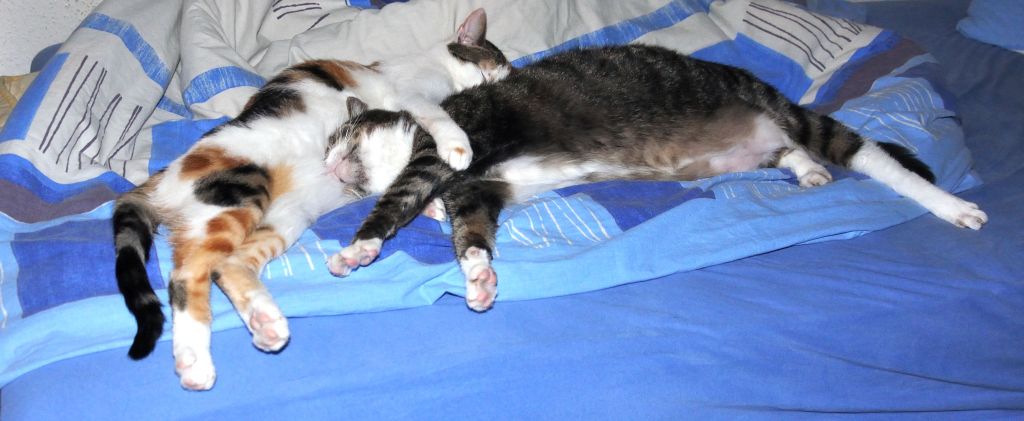 082Gizmo+Pepsi 082Gizmo+Pepsi