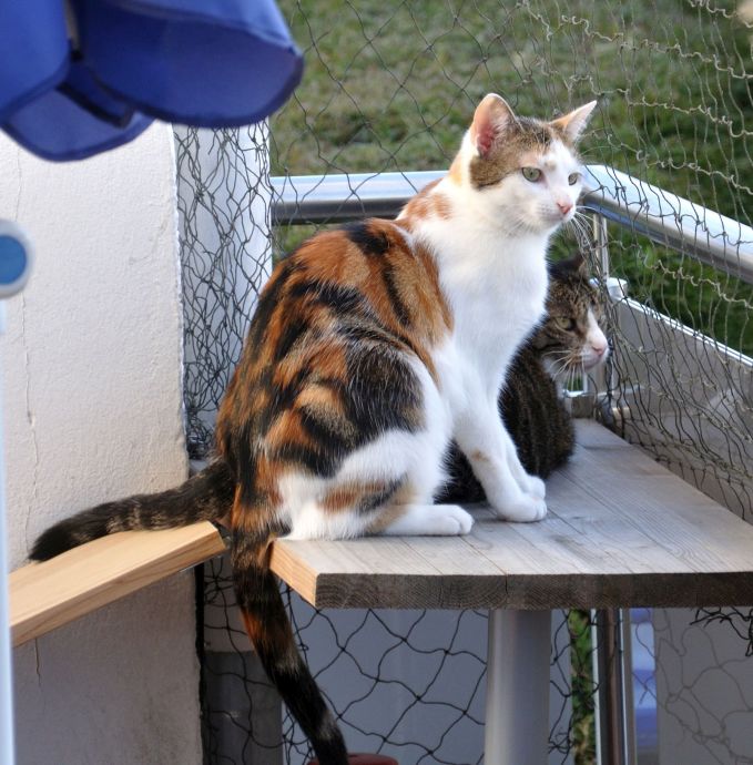 095Gizmo+Pepsi_2 095Gizmo+Pepsi_2