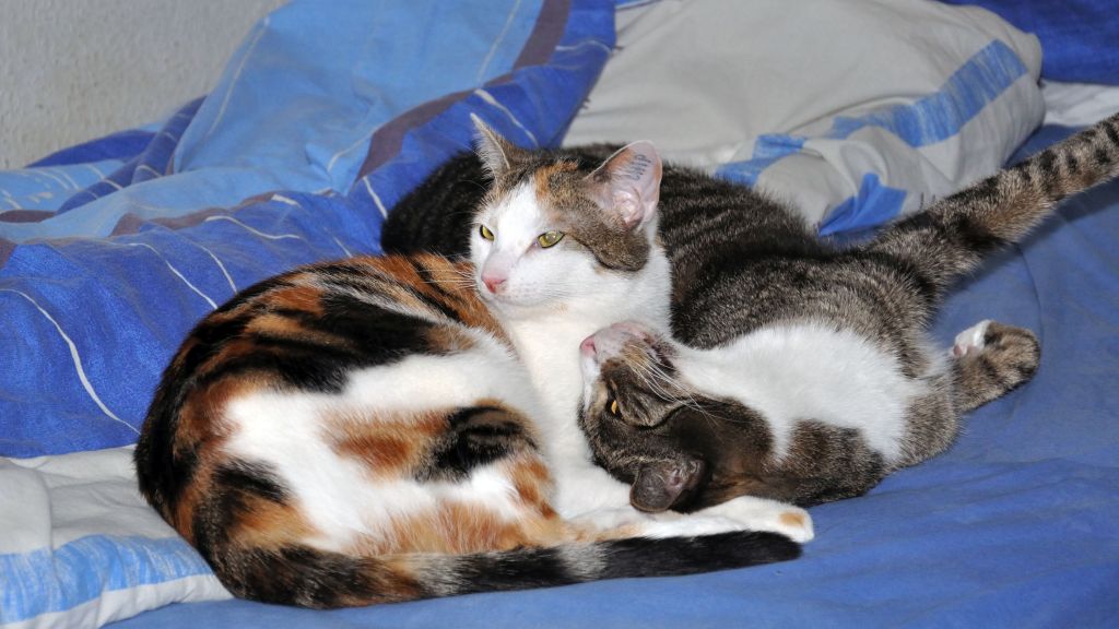 104Gizmo+Pepsi 104Gizmo+Pepsi