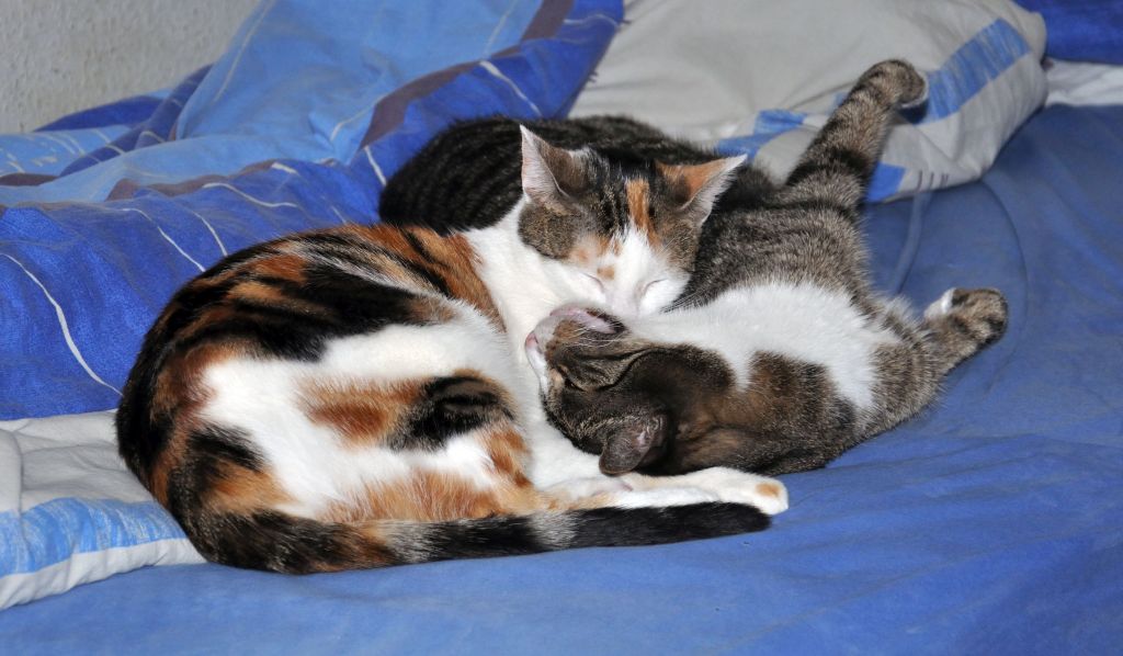 105Gizmo+Pepsi 105Gizmo+Pepsi