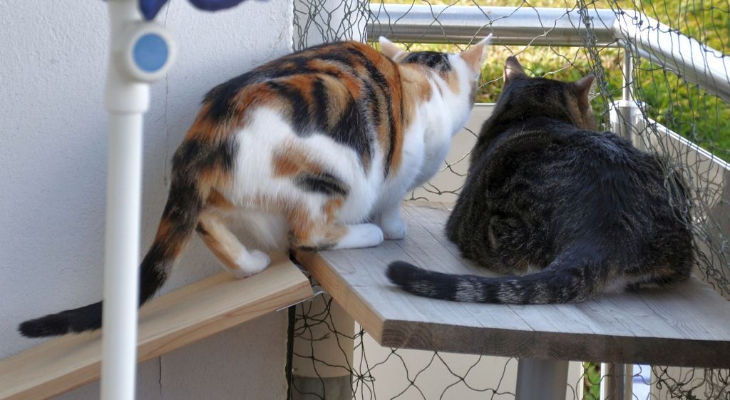 116Gizmo+Pepsi 116Gizmo+Pepsi