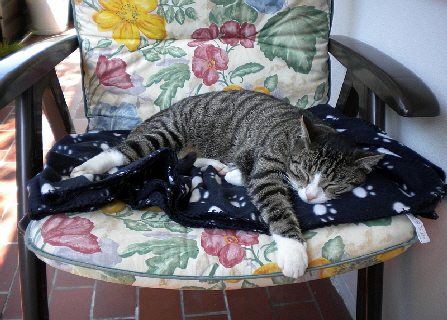 Gizmo und Paulch_007_01 Gizmo und Paulch_007_01