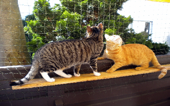 Gizmo und Paulch_051 Gizmo und Paulch_051