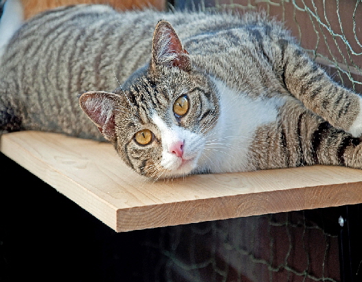 Paulchen u Gizmo_2011 04 09_0036_bearbeitet-2 Paulchen u Gizmo_2011 04 09_0036_bearbeitet-2