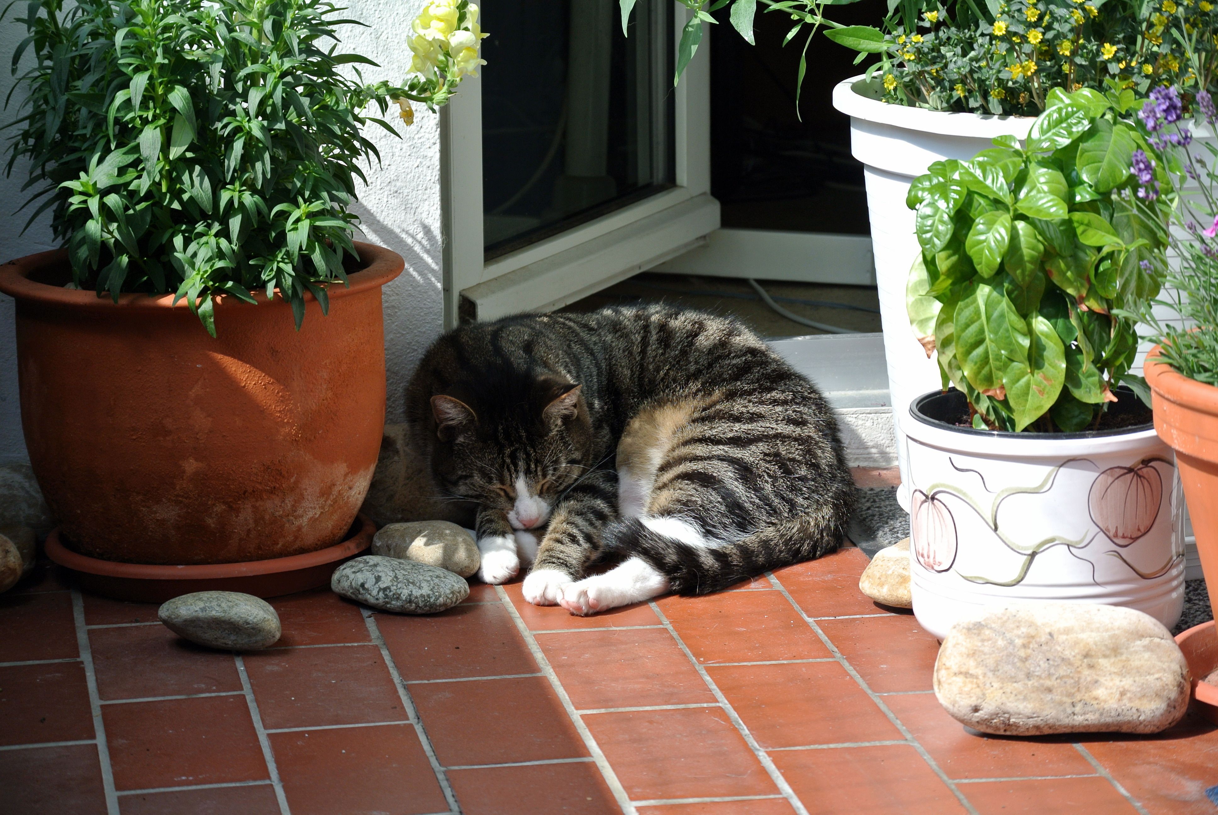 Paulchen und Giz_003neu Paulchen und Giz_003neu