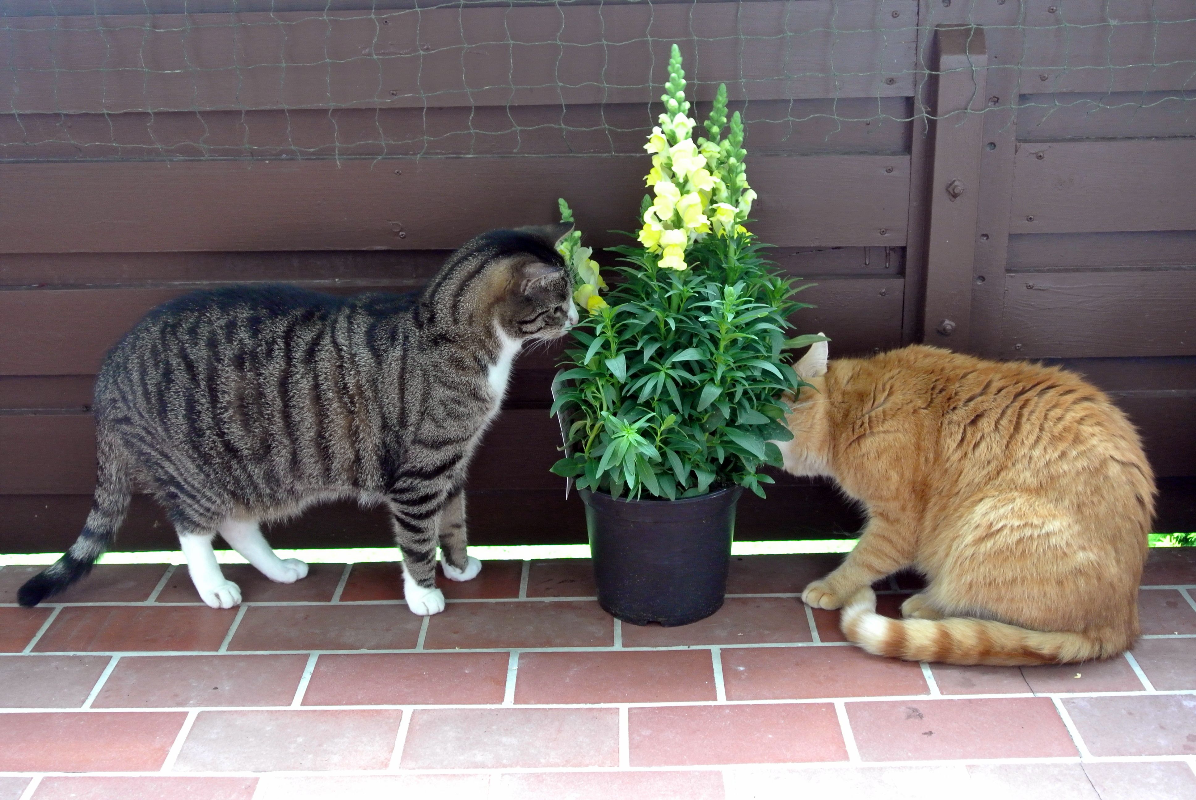 Paulchen und Giz_021_01 Paulchen und Giz_021_01