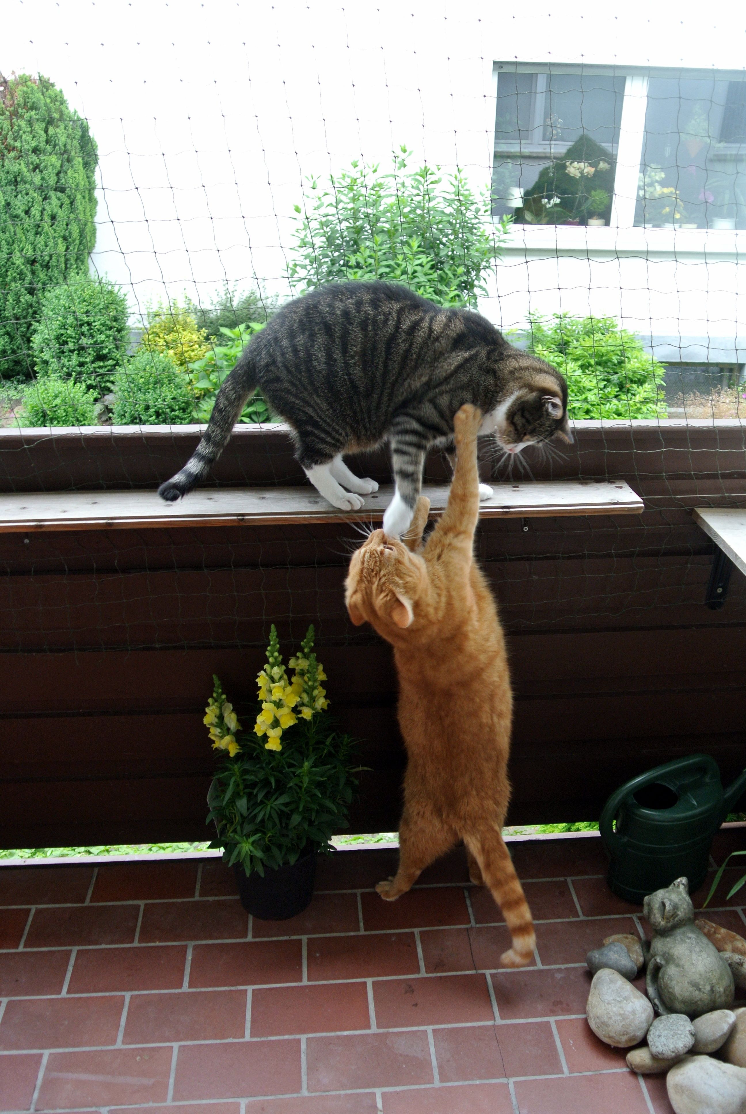 Paulchen und Giz_026 Paulchen und Giz_026