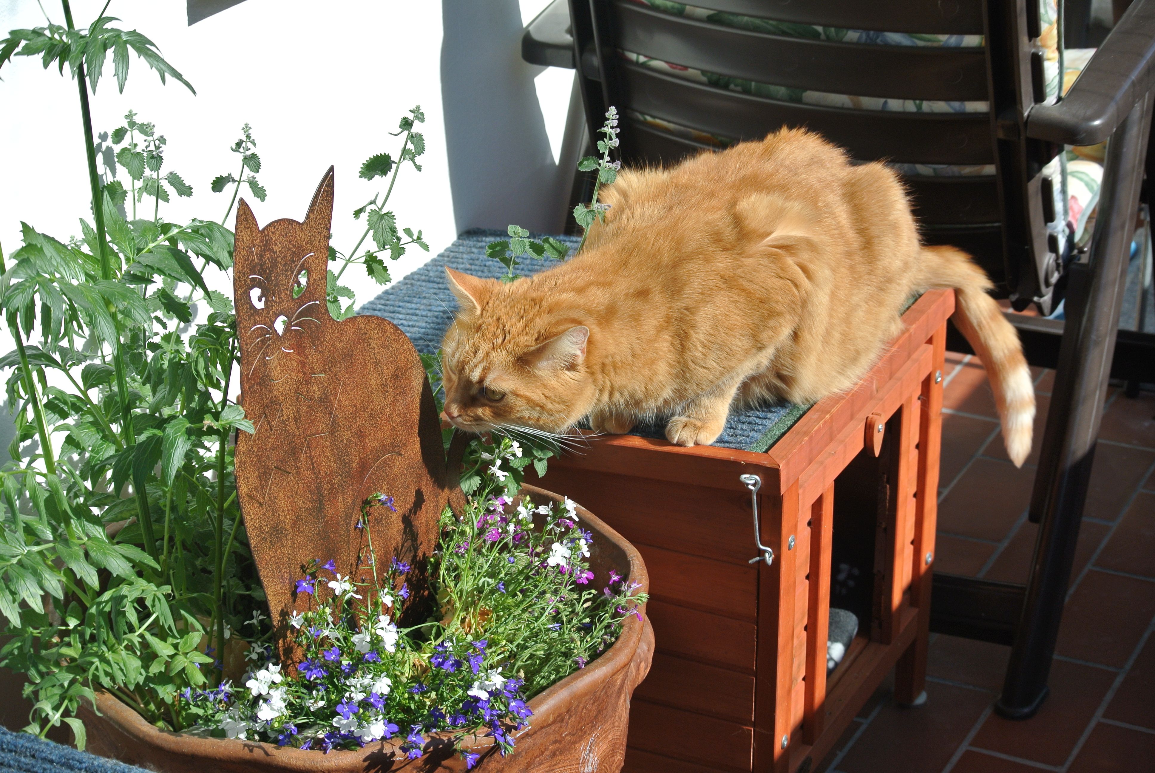 Paulchen und Giz_028 Paulchen und Giz_028