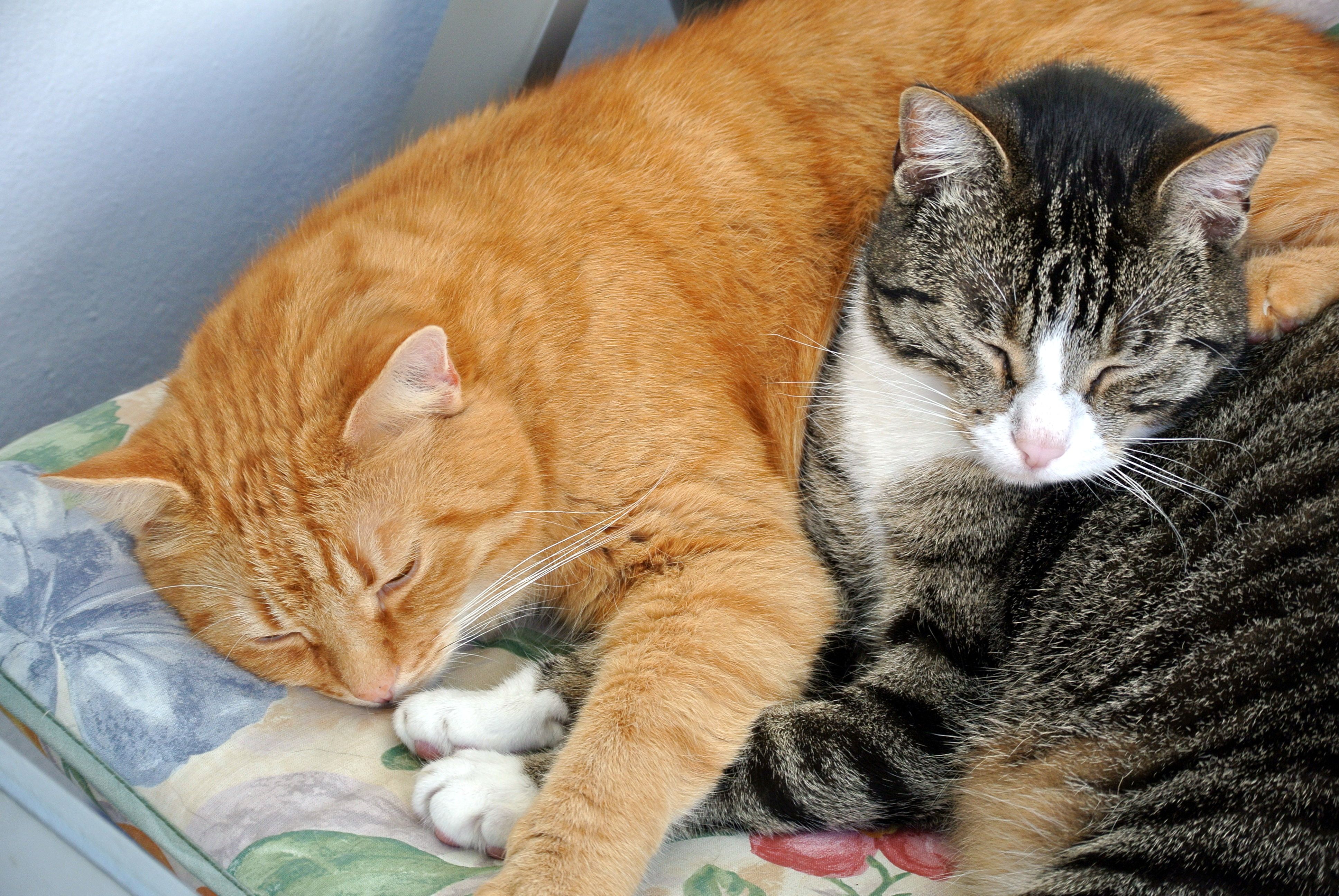 Paulchen und Giz_048 Paulchen und Giz_048