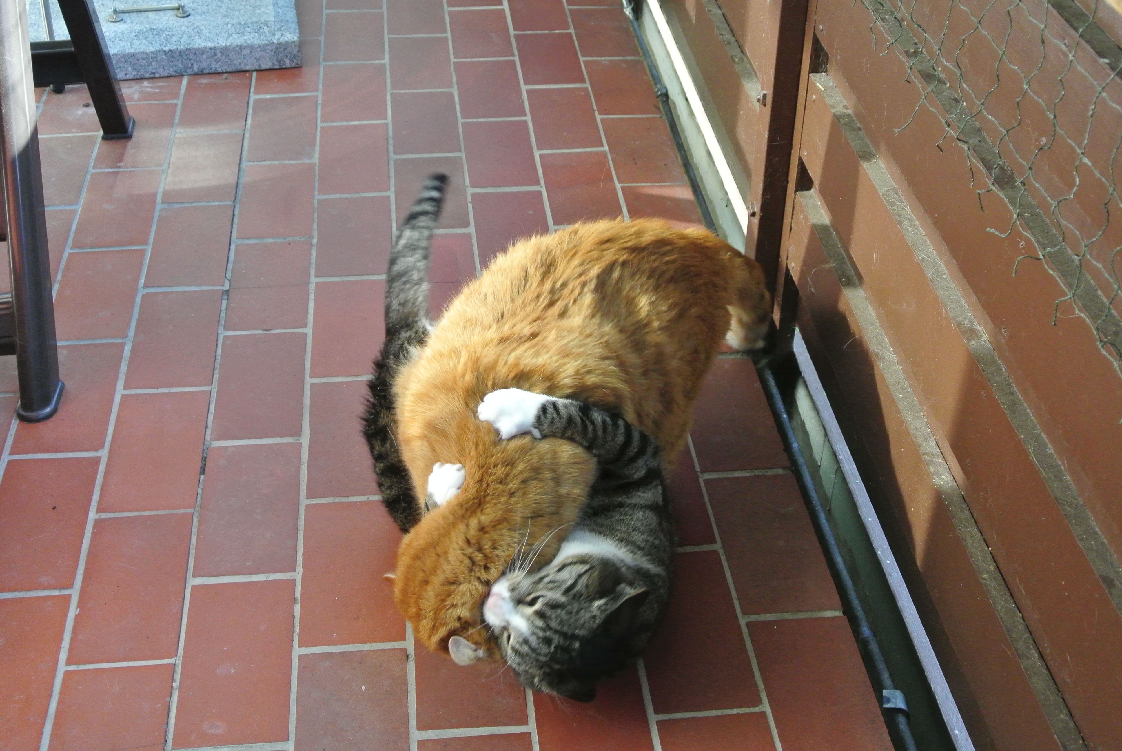 Paulchen und Giz_074 Paulchen und Giz_074