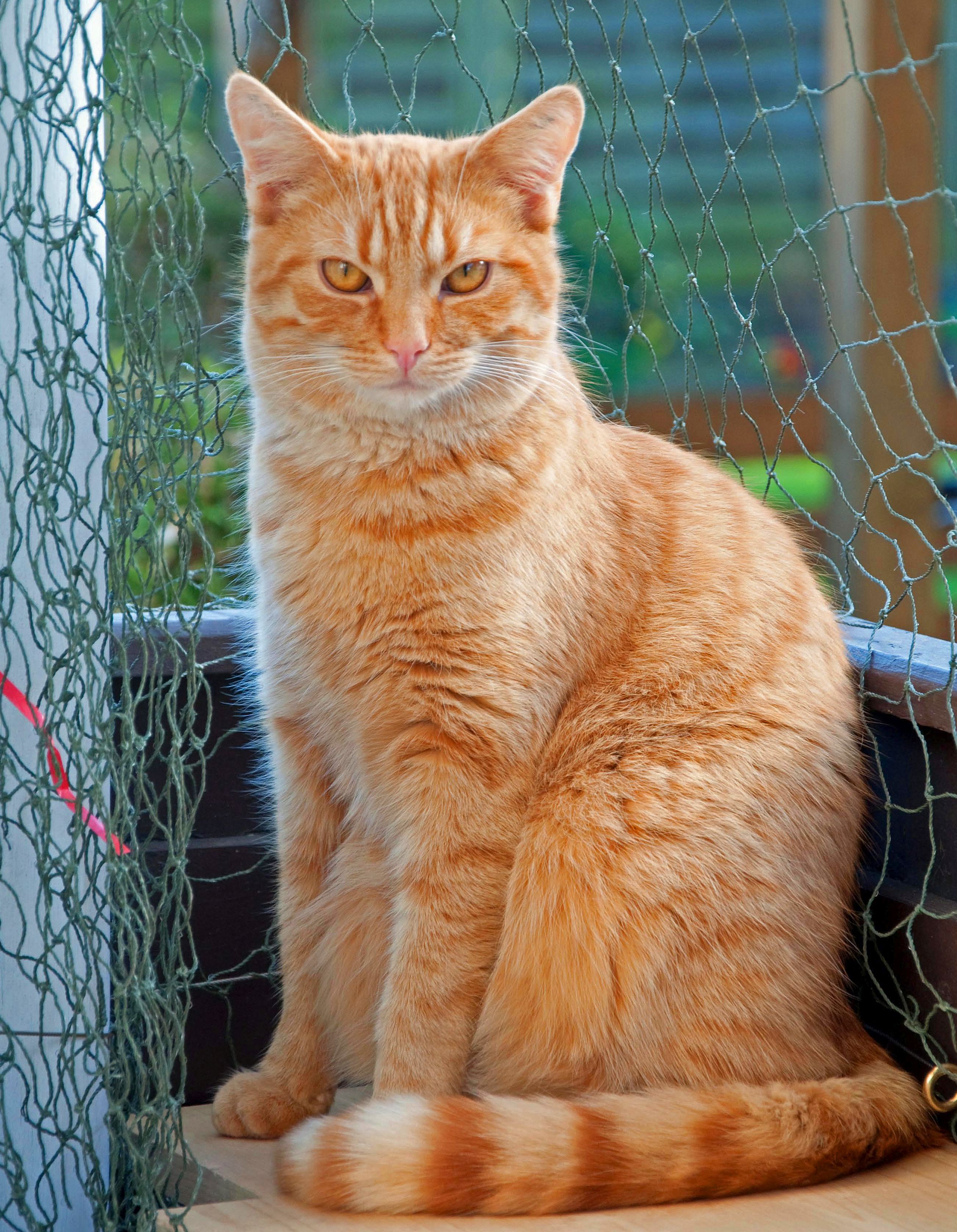 Paulchen u Gizmo_2011 04 09_0048_bearbeitet-2 Paulchen u Gizmo_2011 04 09_0048_bearbeitet-2