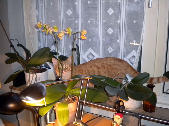 Gizmo und Paul 4_013_2