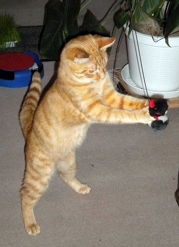 Gizmo und Paul _024 Gizmo und Paul _024