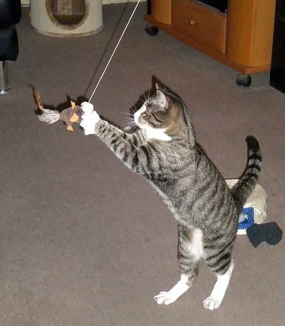 Gizmo und Paul _025 Gizmo und Paul _025