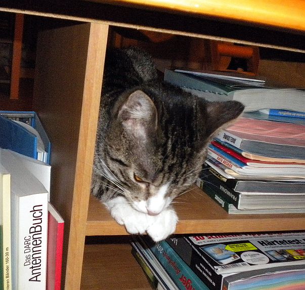 Gizmo und Paul _033 Gizmo und Paul _033