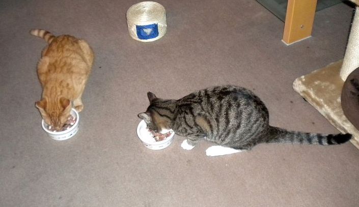 Gizmo_und_Paul__013 Gizmo_und_Paul__013